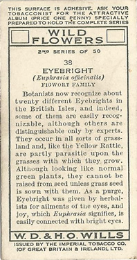 Eyebright: Euphrasia spp. Cigarette card. Will's 'Wild Flowers' 1937