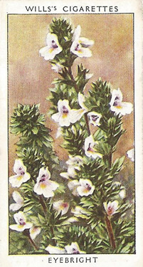 Eyebright: Euphrasia spp. Cigarette card. Will's 'Wild Flowers' 1937