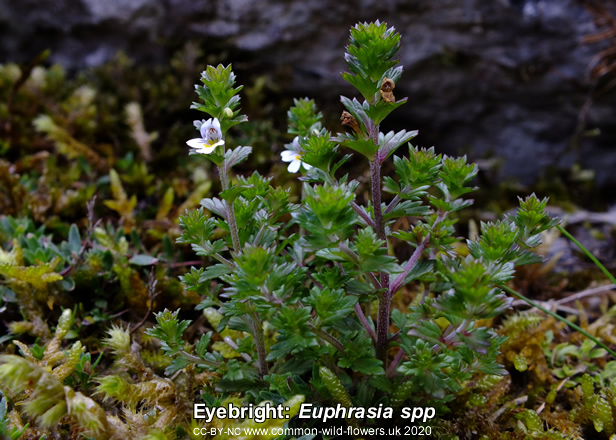 Eyebright: Euphrasia spp. British and Irish widlflower