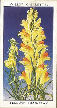 Yellow Toad-flax, Picture, Cigarette Card, W.D. & H.O. Wills, Wild Flowers 1936
