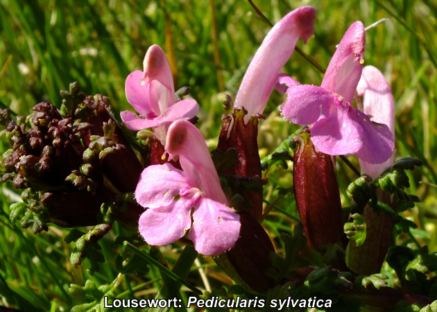 Lousewort: Pedicularis sylvatica. Wild flower. Picture.