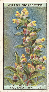 Yellow Rattle, Cigarette Card, W.D. & H.O. Wills, Wild Flowers 1923