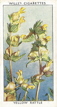 Yellow Rattle, Cigarette Card, W.D. & H.O. Wills, Wild Flowers, 2nd Series, 1937