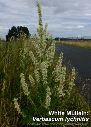 White Mullein: Verbascum lychnitis. Photograph. British and Irish Wildflower. White.