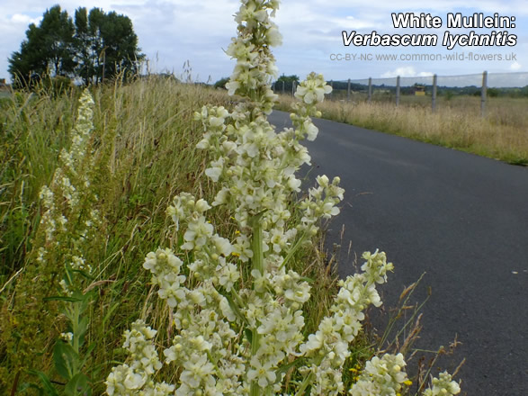 White Mullein: Verbascum lychnitis. Photograph. British and Irish Wildflower. White.