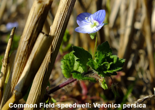Common Field-speedwell: Veronica persica