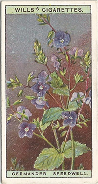 Germander Speedwell, Cigarette Card, W.D. & H.O. Wills, Wild Flowers 1923