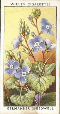 Germander Speedwell, Cigarette Card, W.D. & H.O. Wills, Wild Flowers 1936