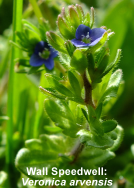 Wall Speedwell: Veronica arvensis