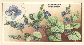 Germander Speedwell, Cigarette Card, CWS Wayside Flowers 1928