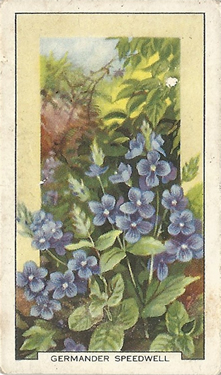 Germander Speedwell, Cigarette Card, Gallaher Wild Flowers 1939