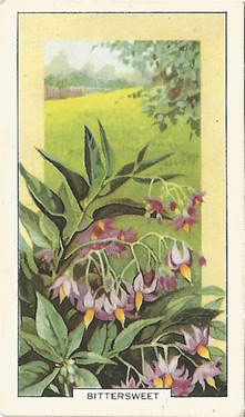 Bittersweet. Picture. Cigarette Card. Gallaher Wild Flowers 1939