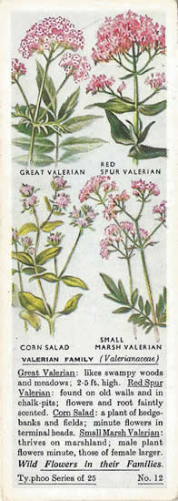 Valerians: VALERIANACEAE. Tea Card. Typhoo 'Wild Flowers in their Families' 1936