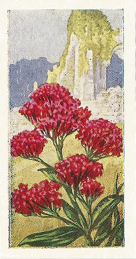 Red Valerian: Centranthus ruber. Tea Card. Sweetule 'Wild Flowers' 1960