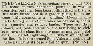 Red Valerian: Centranthus ruber. Cigarette Card. Will's 'Wild Flowers' 1936