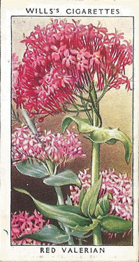 Red Valerian: Centranthus ruber. Cigarette Card. Will's 'Wild Flowers' 1936