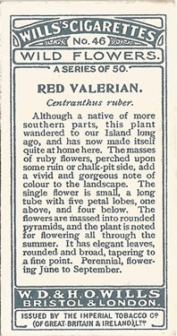 Red Valerian: Centranthus ruber. Cigarette Card. Will's 'Wild Flowers' 1923