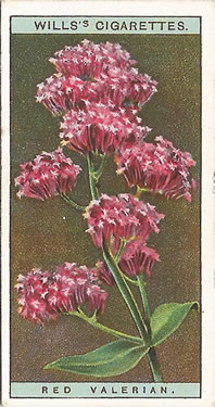 Red Valerian: Centranthus ruber. Cigarette Card. Will's 'Wild Flowers' 1923