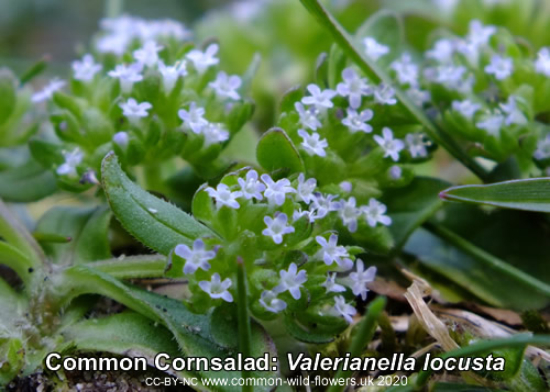 Common Cornsalad: Valerianella locusta