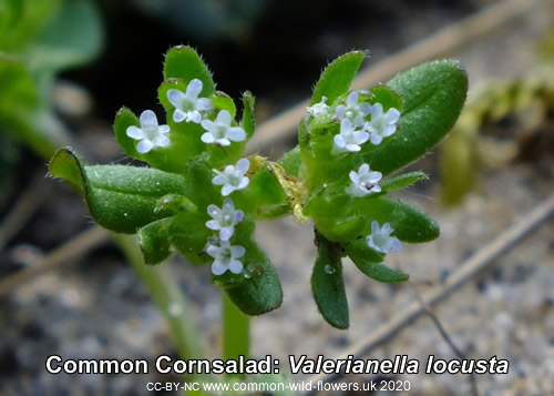 Common Cornsalad: Valerianella locusta