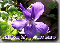 Violets: VIOLACEAE