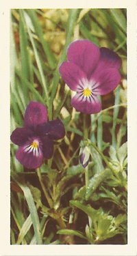 Wild Pansy. Picture. Tea Card. Brooke Bond Wild Flowers 1955
