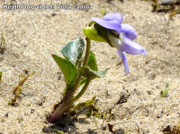 Heath Dog-violet: Viola canina. British and Irish wildflower.