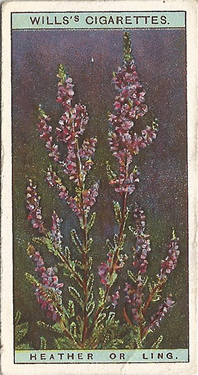 Heather: Calluna vulgaris. W.D. and H.O. Will's Wild Flowers 1923