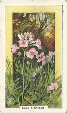 Lady's Smock or Cuckoo Flower: Cardamine pratensis. Cigarette Card. Gallaher 'Wild Flowers' 1939