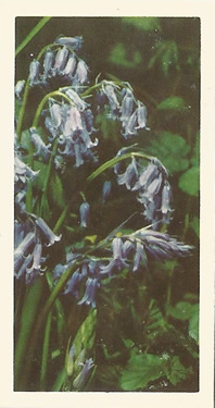 Bluebell. Picture. Tea Card. Brooke Bond Wild Flowers 1955.