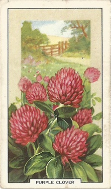 Red Clover: Trifolium pratense. Cigarette Card. Gallaher 'Wild Flowers' 1939