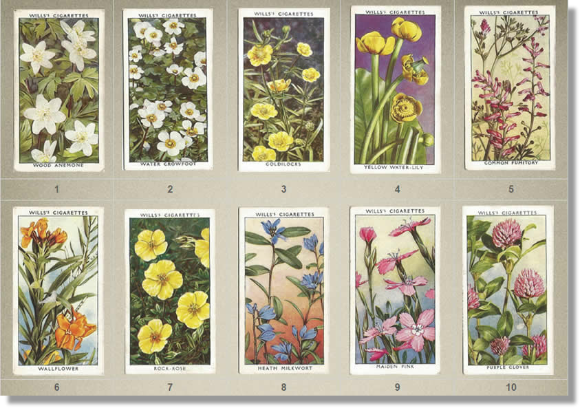 Cigarette Cards, W.D. & H.O. Wills, Wild Flowers, 2nd Series, 1937