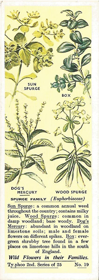 Spurge: EUPHORBIACEAE. Tea Card. Typhoo Wild Flowers in their Families, 2nd Series, 1937