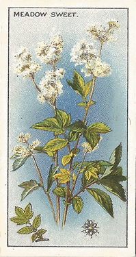 Meadow Sweet: Filipendula ulmaria, Cigarette Card, CWS Wayside Flowers 1928