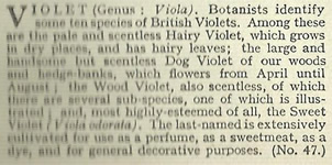 Will's Wild Flowers 1936