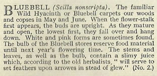 Will's Wild Flowers 1936