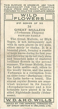 Will's Wild Flowers 1937