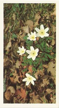 Wood Anemone: Anemone nemorosa. Cigarette Card. Players Grandee 'Britain's Wild Flowers' 1986