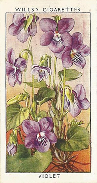 Violet, Picture, Cigarette Card, W.D. & H.O. Will's Wild Flowers 1936