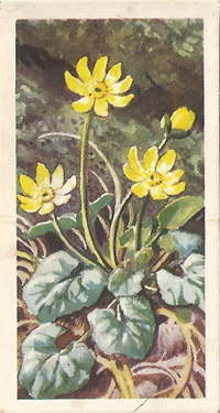 Lesser Celandine: Ranunculus ficaria. Tea Card. Brooke Bond 'Wild Flowers', Series 2, 1959
