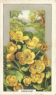 Marsh Marigold: Caltha palustris. Cigarette Card. Gallaher 'Wild Flowers' 1939