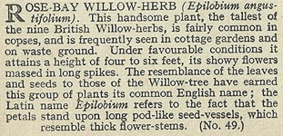 Will's Wild Flowers 1936