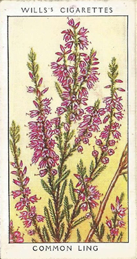 Heather: Calluna vulgaris. W.D. and H.O. Will's Wild Flowers 1936