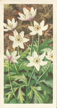 Wood Anemone: Anemone nemorosa. Tea Card, Brooke Bond 'Wild Flowers', Series 3, 1959