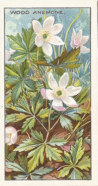 Wood Anemone: Anemone nemorosa. Cigarette Card. CWS 'Wayside Flowers' 1923