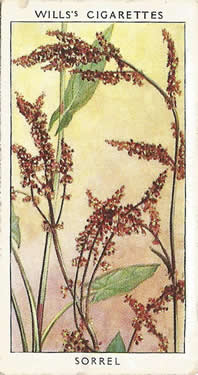 Sheep’s Sorrel: Rumex Acetosella. Picture. Cigarette Card. W.D. & H.O. Will's Wild Flowers 2nd Series 1937