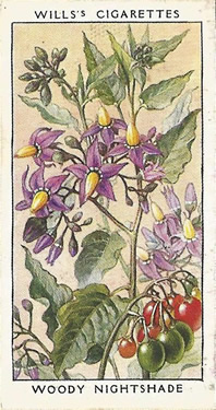 Woody Nightshade, Bittersweet, Picture, Cigarette Card, Will's Wild Flowers 1936