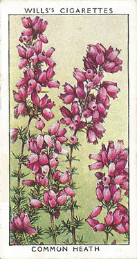 Bell Heather: Erica cinerea. Common Heath. Cigarette Card. W.D. & H.O. Will's 'Wild Flowers' 1937