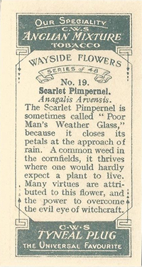 CWS Wayside Flowers 1928