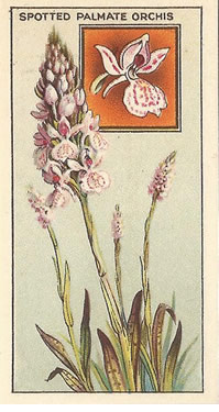 Spotted Palmate Orchis: Orchis Maculata. Cigarette Card. CWS, Wayside Flowers, 1928